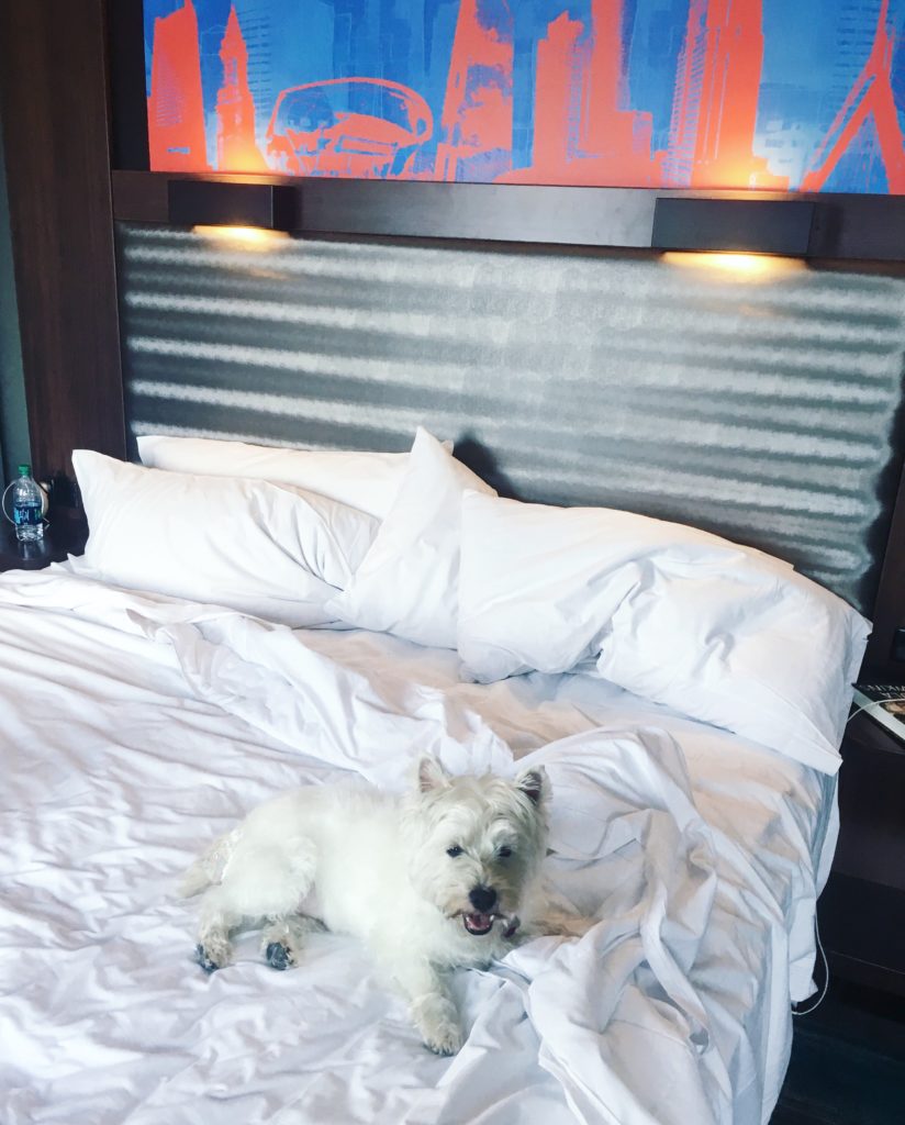 Dog friendly hotels in Boston